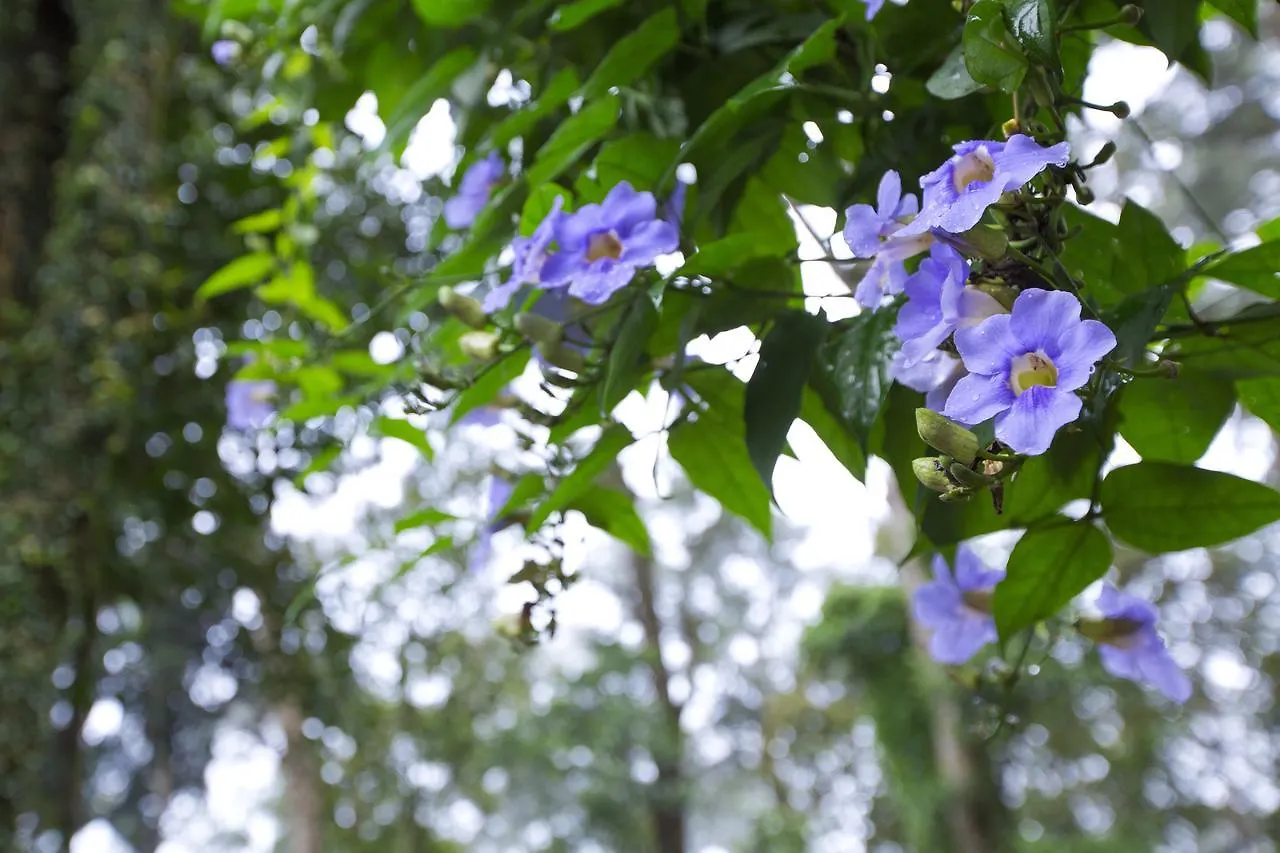 Madhumanthra Resort - Homestay Munnar